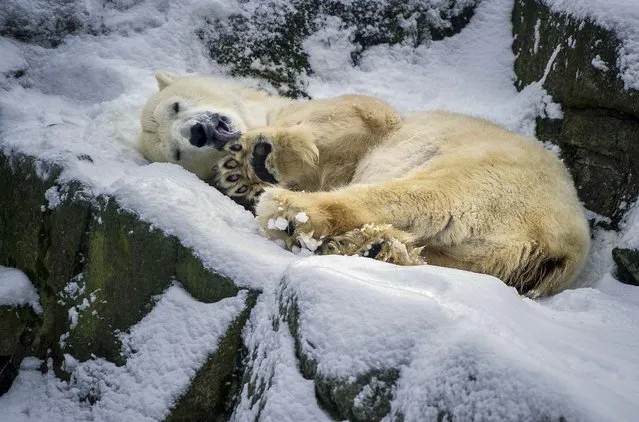 A polar bear enjoys the snow in its compound at the zoo in Berlin, Germany, on January 28, 2014. (Photo by Daniel Naupold/DPA)