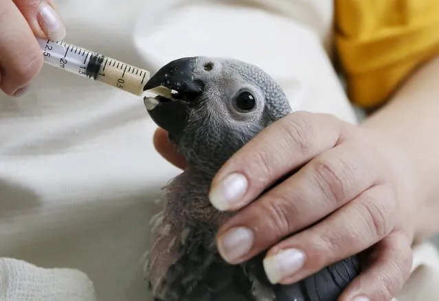 An employee feeds a one-month-old African grey parrot at the Royev Ruchey zoo in a surburb of Krasnoyarsk, Siberia, Russia, March 11, 2016. (Photo by Ilya Naymushin/Reuters)