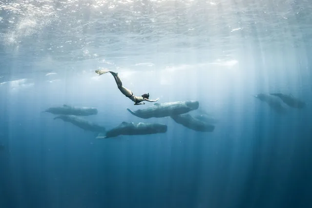 Freediver Marianne Aventurier swims alongside blue whales and sperm whales off the coast of Sri Lanka on March 17, 2016. (Photo by Rex Features/Shutterstock)