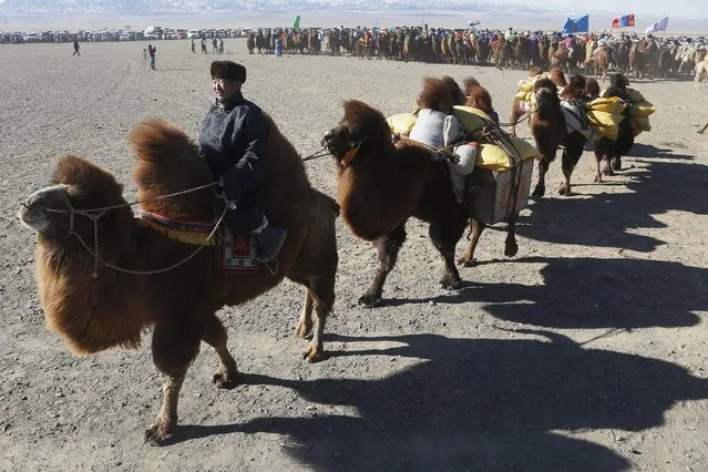 A man leads camels during “Temeenii bayar”, the Camel Festival, in Dalanzadgad, Umnugobi aimag, Mongolia, March 6, 2016. (Photo by B. Rentsendorj/Reuters)
