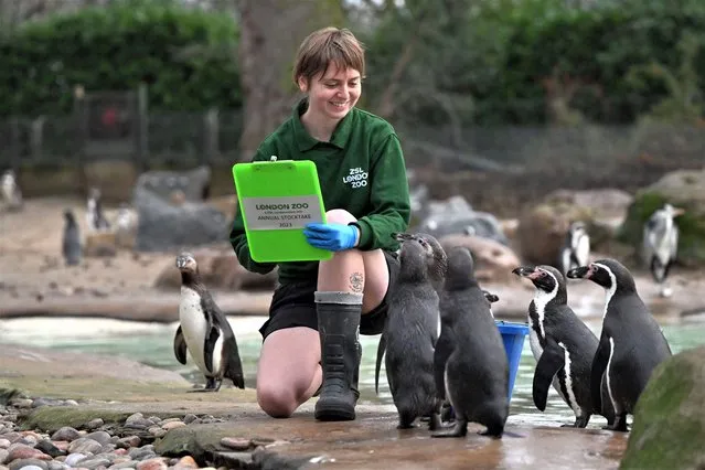 A zookeeper counts penguins during the annual stocktake at ZSL London Zoo in central London on January 3, 2023. (Photo by Justin Tallis/AFP Photo)