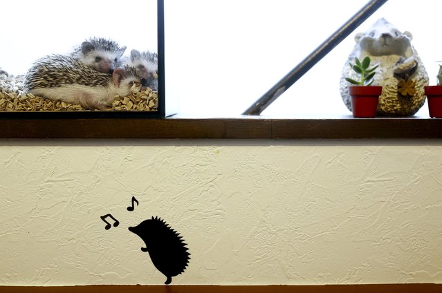 Hedgehogs sit in a glass enclosure at the Harry hedgehog cafe in Tokyo, Japan, April 5, 2016. (Photo by Thomas Peter/Reuters)