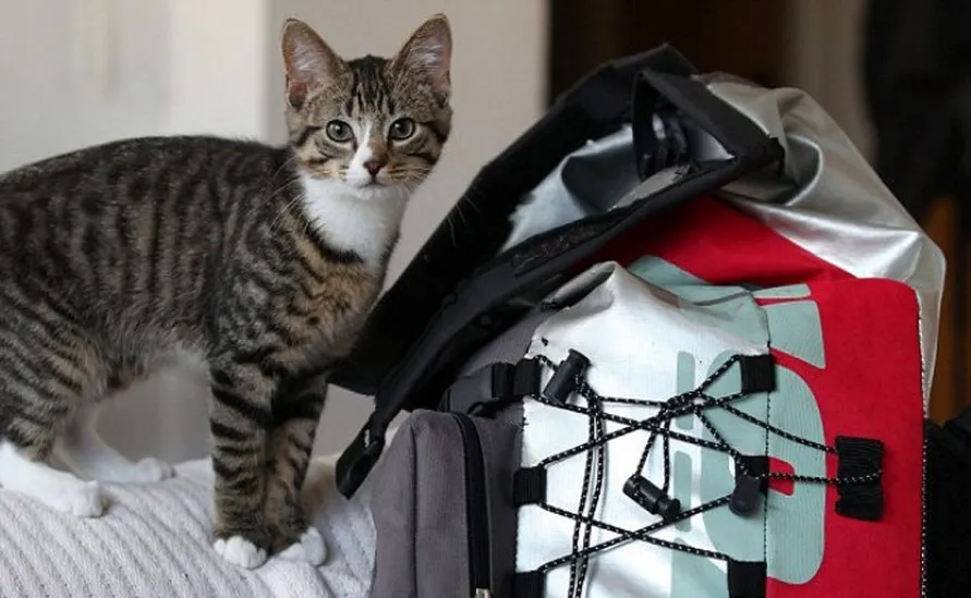 Kitten Who Likes to Travel in a Backpack