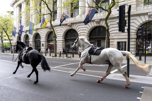 Two horses on the loose bolt through the streets of London near Aldwych, on Wednesday April 24, 2024. (Photo by Jordan Pettitt/PA Wire via AP Photo)