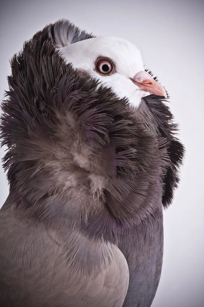 “Darwin's Pigeons”
