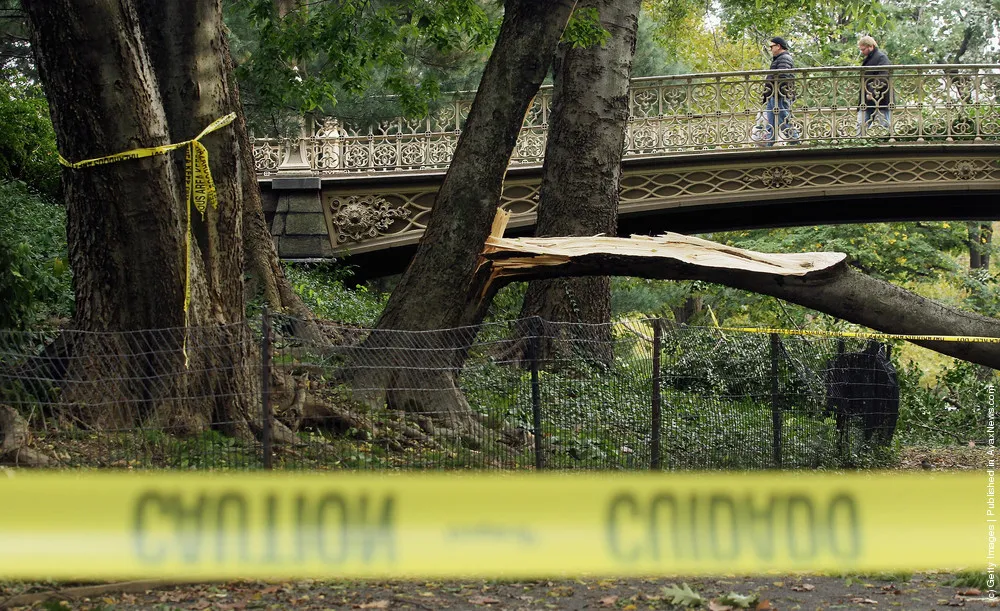 New York City Loses 1,000 Trees After Freak October Snowstorm