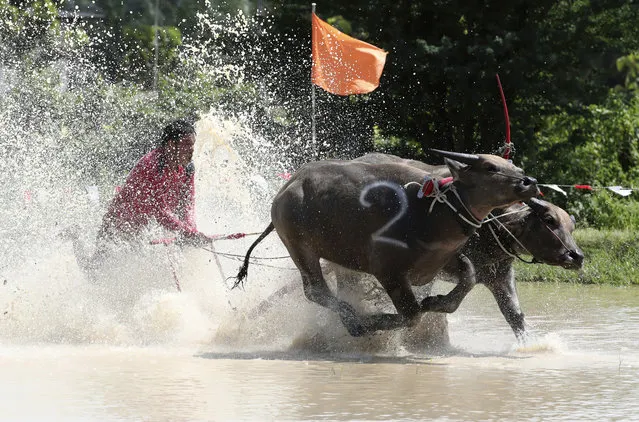 A Thai farmer controlling a pair of buffaloes competes in the flooded field during the annual Wooden Plow Buffalo Race in Chonburi Province, southeast of Bangkok, Thailand, Saturday, July 13, 2019.  (Photo by Sakchai Lalit/AP Photo)