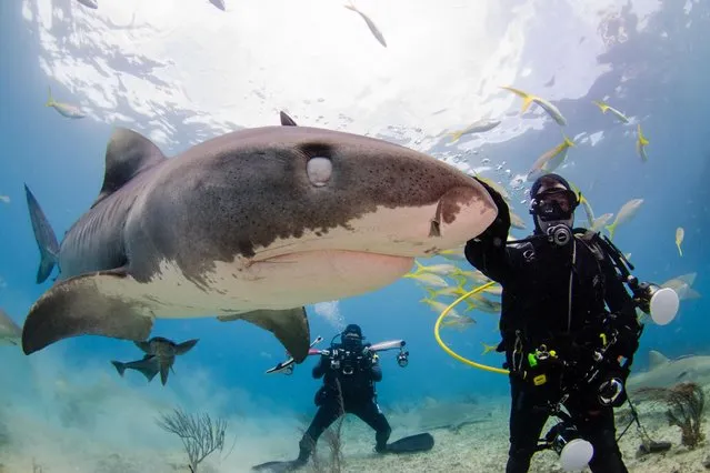 This is the fin-credible moment a cheeky shark photobombed a diver and flashed a toothy grin for the camera. (Photo by Caters News)