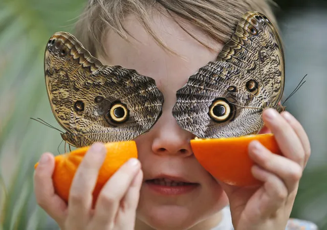 Five year old George holds an orange to feed the Owl butterflies at the Natural History Museum in London, Thursday, March 30, 2017. Hundreds of tropical butterflies were released to launch the Natural History Museum's Sensational Butterflies exhibition, starting for the public on March 31, 2017. (Photo by Frank Augstein/AP Photo)