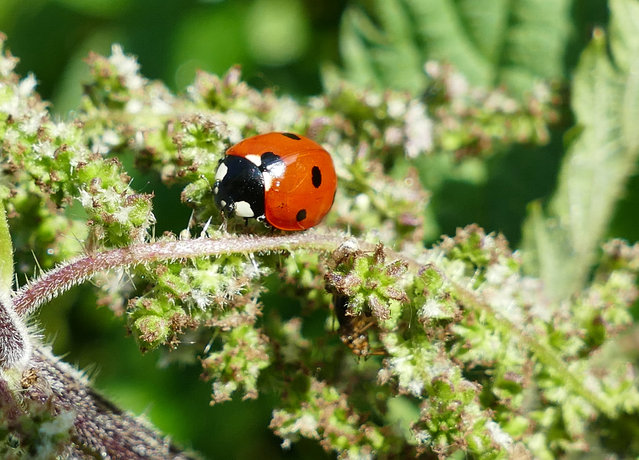 A ladybird explores the plants in the early morning sunshine, in Oxfordshire, UK on June 5, 2024. (Photo by Geoffrey Swaine/Rex Features/Shutterstock)