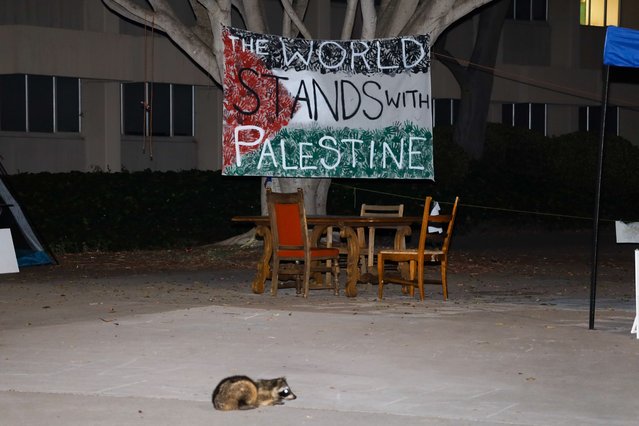 A sick or injured Raccoon is seen on the night of June 18th, 2024 lingering in the controversial Pro-Palestine Protest Encampment on the University of California, Santa Barbara (UCSB) Campus. Here he lays on the pavement in front of a sign that says, “The World Stands With Palestine”. (Photo by Amy Katz/ZUMA Press Wire/Rex Features/Shutterstock)