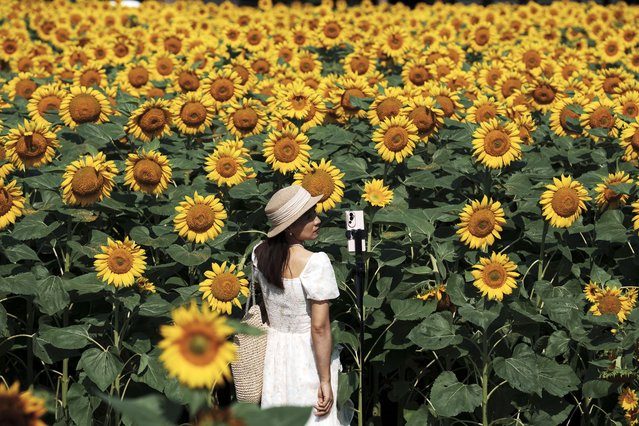 Tourist take selfies against the blooming wildflowers and sunflowers at the Olympic Forest Park in Beijing, China, Wednesday, July 3, 2024. (Photo by Vincent Thian/AP Photo)
