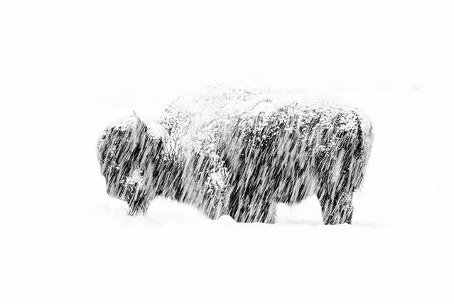 Black and white winner: Snow Exposure by Max Waugh, US. In a winter whiteout in Yellowstone national park, a lone American bison stands weathering the silent snow storm. (Photo by Max Waugh/2019 Wildlife Photographer of the Year)