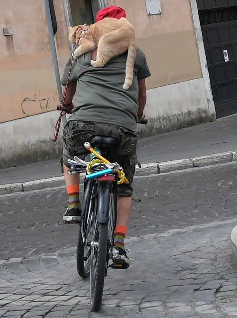 A man rides his bike with a cat on his shoulders on May 4, 2017 in central Rome, Italy. (Photo by Tiziana Fabi/AFP Photo)