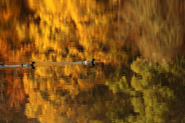 Ducks swim past autumn foliage reflected on Loch Faskally in Pitlochry, Scotland, Britain, November 9, 2021. (Photo by Russell Cheyne/Reuters)
