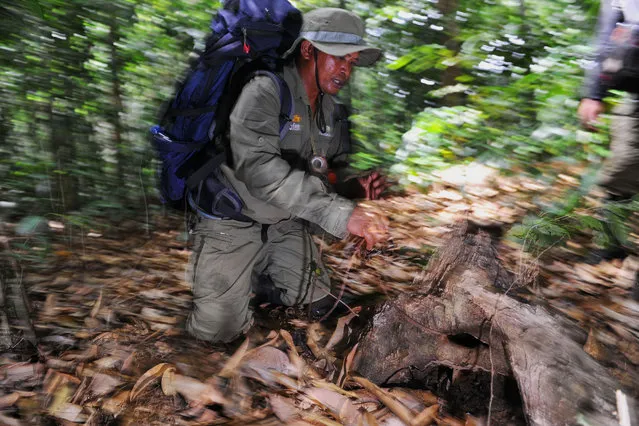 This picture taken on May 9, 2017 shows an Indonesian forest ranger discovering an elephant trap set up by poachers in the Leuser ecosystem rainforest, located mostly within the province of Aceh on the northern tip of the island of Sumatra. Scientists and conservationists consider the Leuser Ecosystem to be among the most important forests left in Southeast Asia, particularly because it is the last place of sufficient size and quality to support viable populations of rare species like Sumatran tigers, orangutans, rhinos, elephants, clouded leopards and sun bears. (Photo by Chaideer Mahyuddin/AFP Photo)