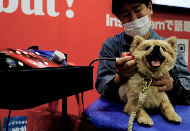 A staff demonstrates “Medicell”, a massage machine for pet dogs, at Interpets, an international fair for pet-related products and services, in Tokyo, Japan, March 31, 2022. (Photo by Kim Kyung-Hoon/Reuters)
