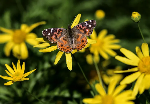 A VanesSa braziliensis butterfly is pictured at the San Martin square in Buenos Aires, on September 18, 2019. (Photo by Ronaldo Schemidt/AFP Photo)