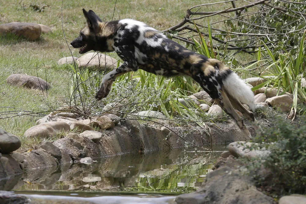 The Week in Pictures: Animals, June 28 – Jule 4, 2014