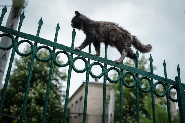 A stray cat walks on the fence of a kindergarten where seven people have been sheltering in the basement for more than two months, in Lysychansk, eastern Ukraine, on May 14, 2022. Intense fighting raged in eastern Ukraine's Donbas region on May 14, 2022, where Russia has been concentrating its forces without making significant progress, while “very difficult negotiations” were under way over the fate of the last besieged defenders in the city of Mariupol. Russia invaded Ukraine on February 24, 2022. (Photo by Yasuyoshi Chiba/AFP Photo)