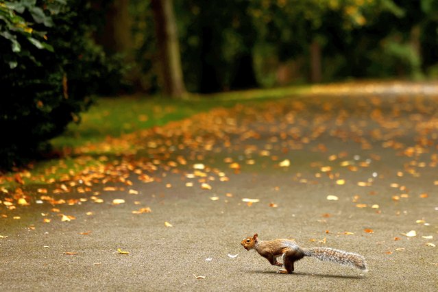 A squirrel walks with a nut in its mouth among autumn colours on fallen foliage from trees, in Dublin, Ireland on September 23, 2024. (Photo by Clodagh Kilcoyne/Reuters)