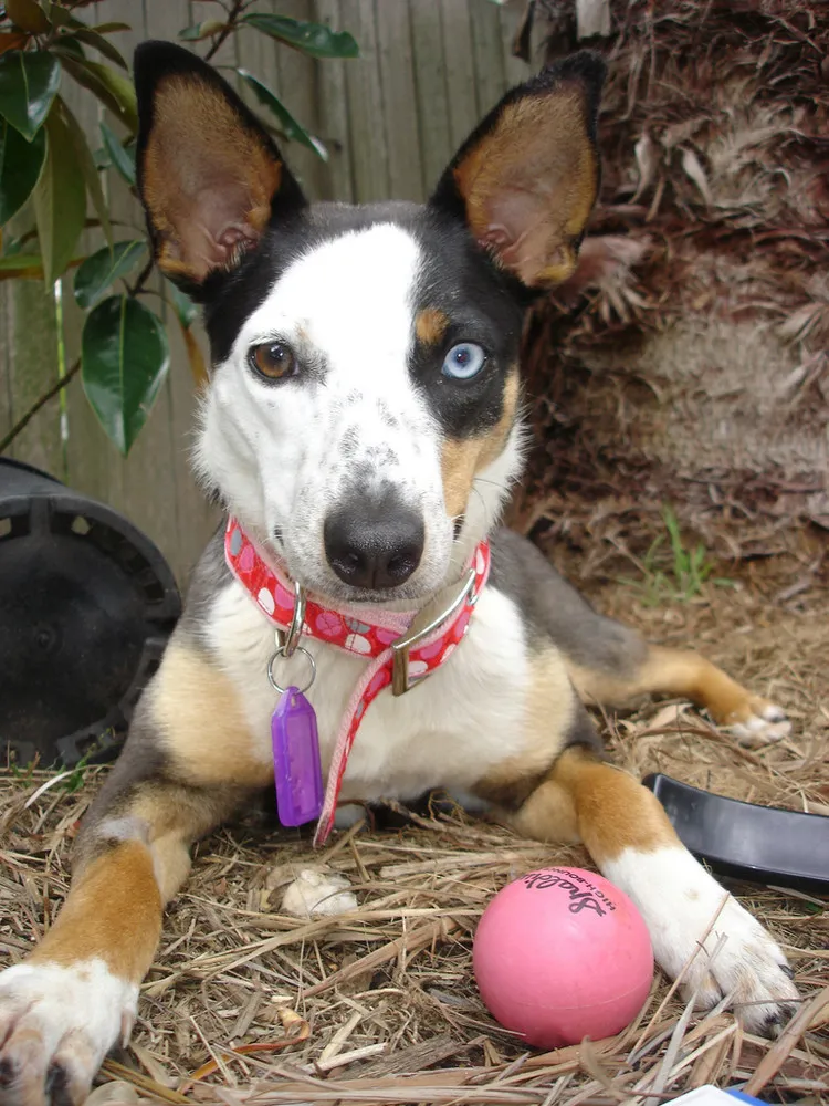 Heterochromia in Animals: Pets With Different Colored Eyes