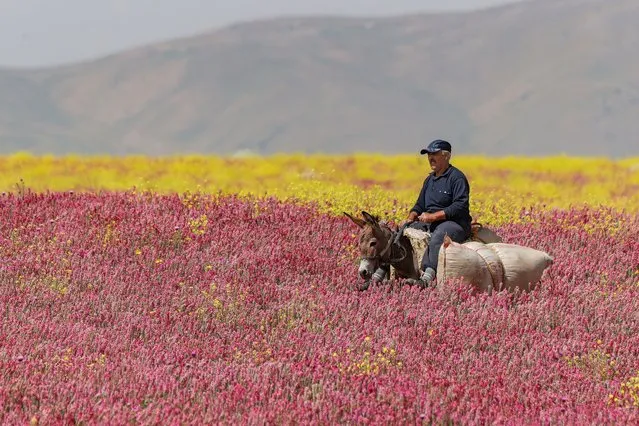 A man rides his donkey through the colourful fields while returning his house in Gurpinar district of Van, Turkiye on June 22, 2022. (Photo by Ozkan Bilgin/Anadolu Agency via Getty Images)