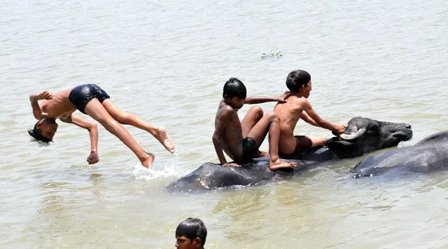 School students perform Jumping stunts and stunts on buffaloes during the summer vacation in a water pond in the scorching heat of Delh, East Delhi on Friday, June 24, 2022. (Photo by Ravi Batra/ZUMA Press Wire/Rex Features/Shutterstock)