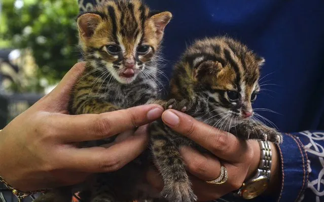An Indonesian official holds two leopard cats at the office of Indonesia's Natural Resources Conservation Agency (BKSDA) in Pekanbaru, Riau province on February 18, 2020. The cats were caught by a local resident at a nearby farm and will be released into the wild following observation by the agency. (Photo by Wahyudi/AFP Photo)
