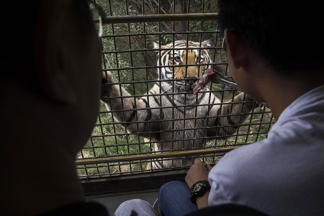 A Chinese tourist dangles a piece of raw meat in front of a Siberian tiger as they ride in a bus at the Heilongjiang Siberian Tiger Park on August 16, 2017 in Harbin, northern China. (Photo by Kevin Frayer/Getty Images)