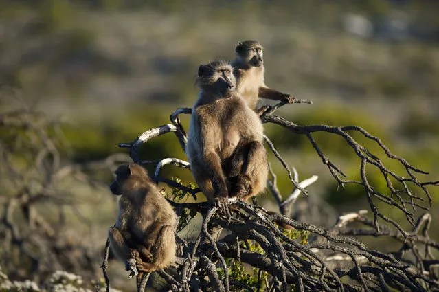 Baboons monkey around at Cape Point in Cape Town, South Africa on August 20, 2017. (Photo by Dan Callister/Rex Features/Shutterstock)
