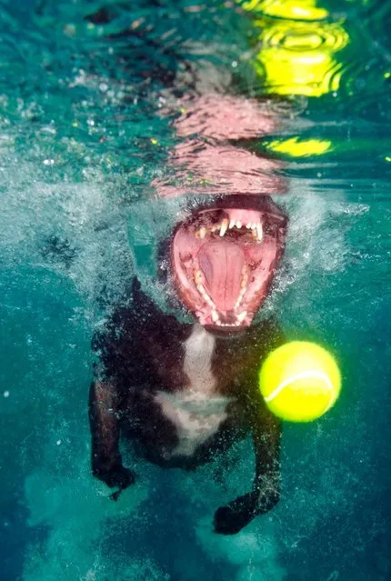 Photographer Lucy Ray says she has been scratched by the pooches who are diving underwater to try and catch a tennis ball. Their wide-eyed desperation has been captured by a specialist underwater photographer who admits she has been bitten and scratched by the pooches who only had eyes for the ball. Lucy Ray, 34, said: “A dog could have the cutest face on land but as soon as they get in the water they can be terrifying. Their eyes bulge and teeth shoot out of their mouth just like an alien as they try to catch the ball”. (Photo by Lucy Ray)