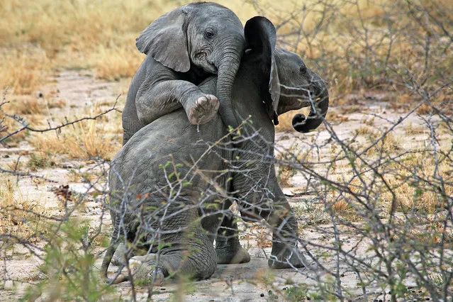 A young elephant appears to try and climb on the other on July, 24, 2015, in Tarangire National Park, Tanzania.  Adorable baby elephants wrestle with each other as their mothers stand close by. One of the playful animals appears to try and climb on the other one's back, before tumbling backwards and landing on the floor. Safari guide Hagai Zvulun was on holiday with his two daughters when he spotted the young animals in Tarangire National Park in Tanzania. (Photo by Shy Zvulun/Barcroft Media)