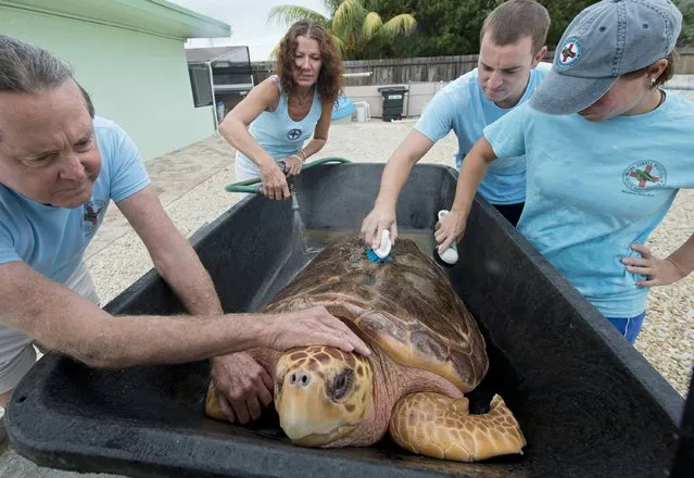 Staff at the Florida Keys-based Turtle Hospital scrub and wash “Sapphire”, an subadult loggerhead sea turtle in Marathon, Florida September 23, 2014. The reptile cannot be released and is slated to be shipped to its new permanent home at the Living Coast Discovery Center near San Diego on September 25. From left are Richie Moretti, Bette Zirkelbach, Matt Brochhausen and Marie Simpson. (Photo by Andy Newman/Reuters/Florida Keys News Bureau)