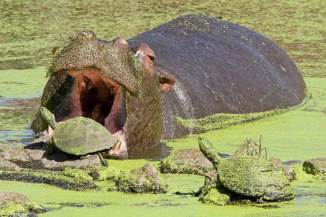 A hippo gives some terrapin's a scare as it shows off it's powerful jaws in the Kruger National Park, South Africa in September 2022. (Photo by Jean Jacques Alcalay/Naturagency/Solent News & Photo Agency)