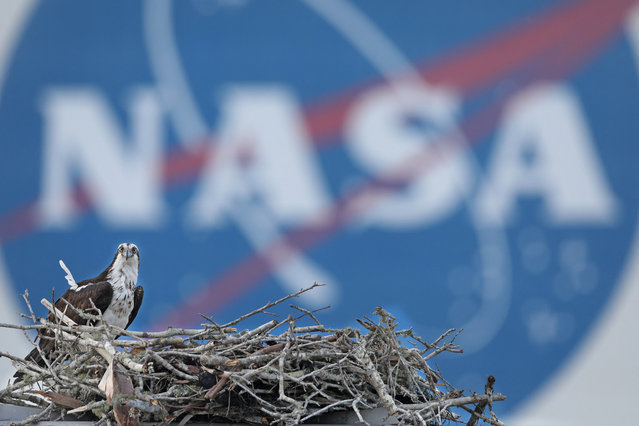 An osprey makes a nest near the Vehicle Assembly Building at the Kennedy Space Center in Cape Canaveral, Florida on March 31, 2025 ahead of the Fram2 mission. The Fram2 mission is set to launch aboard SpaceX's Crew Dragon capsule Resilience from Pad 39A, marking the first human spaceflight ever to cruise over Earth's polar regions. (Photo by Gregg Newton/AFP Photo)