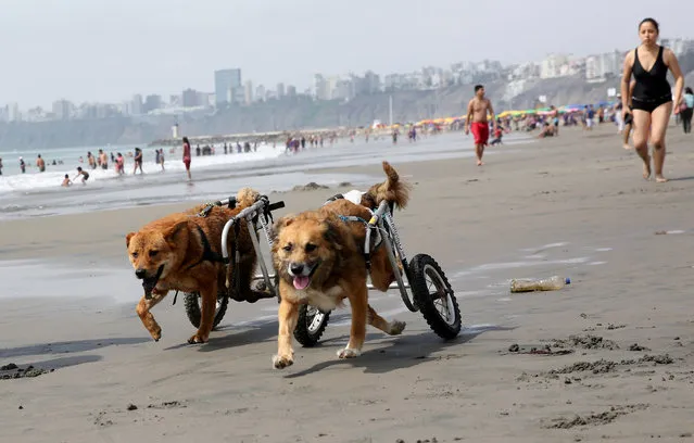 Pelusa (L) and Huellas, paraplegic dogs in wheelchairs from Milagros Perrunos dog shelter play at Pescadores beach in Chorrillos, Lima, December 8, 2017. (Photo by Mariana Bazo/Reuters)