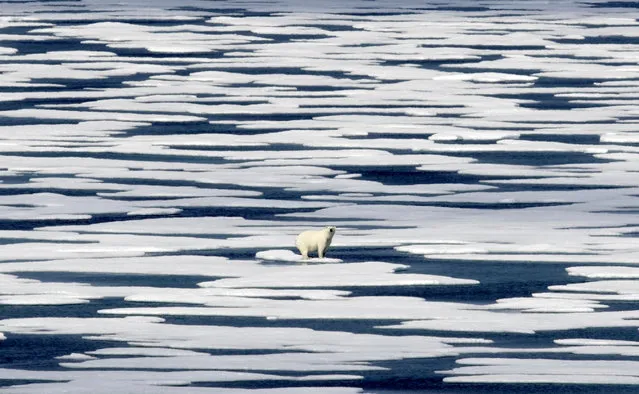 A polar bear stands on a patch of ice in the Franklin Strait in the Canadian Arctic Archipelago on July 22, 2017. While some polar bears are expected to follow the retreating ice northward, others will head south, where they will come into greater contact with humans, encounters that are unlikely to end well for the bears. (Photo by David Goldman/AP Photo)