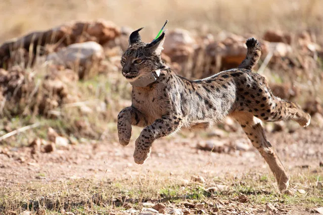 An Iberian lynx takes its first steps after being released in the Sierra de Arana mountain range, 40 km from Granada, on December 19, 2022. Five Iberian lynxes, three females and two males, today were released in a mountainous area of the Andalusian province of Granada, as part of the “LIFE Lynx Connect” project to repopulate this native species from the Iberian Peninsula in the ecosystems most adapted to its characteristics. (Photo by Jorge Guerrero/AFP Photo)