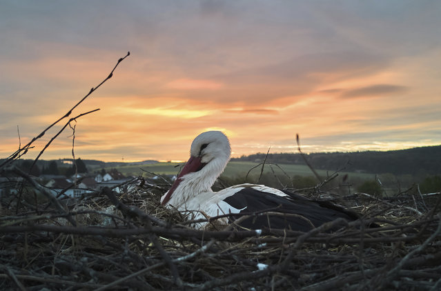 A storks sits in its nest in Wehrheim near Frankfurt, Germany, before sunrise on Tuesday, April 22, 2025. (Photo by Michael Probst/AP Photo)