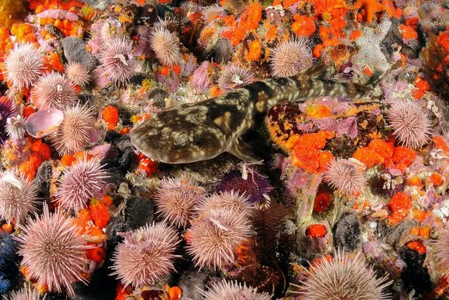 “An Unexpected Guest”. “False Bay on the southern tip of South Africa is well-known for its winter breeding season of Cape fur seals and great white sharks. Although I had arrived to photograph the whites, during periods of rough weather I spent my time diving in protected bays and was surprised to find colourful temperate marine gardens of undersea life. One of the highlights was this small puffadder shyshark, which starkly contrasted with my original photographic quarry, but reminded me of the rich diversity and form of the 450 or so species of sharks in our oceans”. (Photo by Justin Gilligan/Wildscreen 2016/Save Our Seas Foundation)