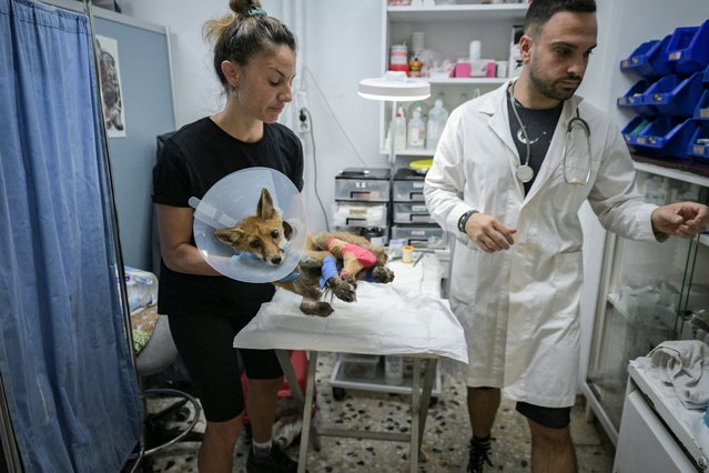 Members of the Greek wildlife protection group Anima treat an injured fox at an Athens animal clinic on August 26, 2025. The NGO has seen a surge in animal admissions – largely because of climate change, which scientists say is driving longer, more intense and more frequent heatwaves worldwide, fuelling wildfires and generating other dangers for wildlife. Greece this summer faced several major forest fires amid high temperatures, destroying many areas, especially around Athens and in the western Peloponnese. .The government said around 450,000 acres (182,000 hectares) had burnt this year. (Photo by Aris Messinis/AFP Photo)