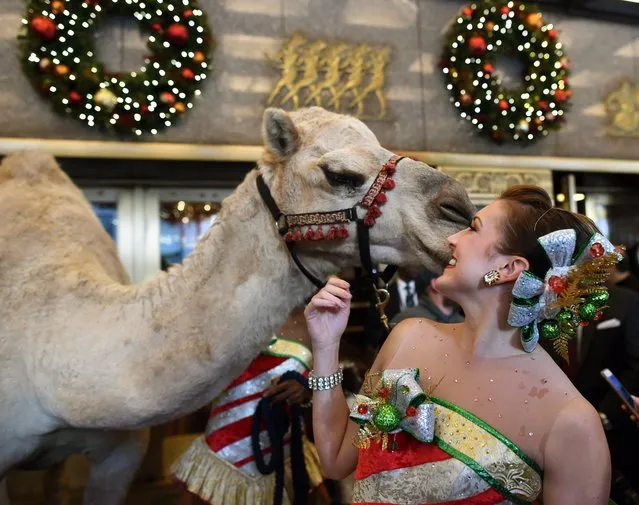 Rockette Corey Whalen poses with a camel on November 5, 2015 during a welcome event for the camels, sheep and donkey, to Radio City Music Hall for their starring role in the Living Nativity in the 2015 Radio City Christmas Spectacular. Cardinal Dolan blessed the animals before they entered Radio City for their first day of rehearsals. (Photo by Timothy A. Clary/AFP Photo)
