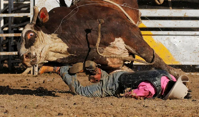 Aboriginal bull rider Sally Malay from the Kimberley region in the Western Australian outback is thrown off a bull during competition at the Deni Ute Muster in Deniliquin, New South Wales, October 1, 2016. (Photo by Jason Reed/Reuters)