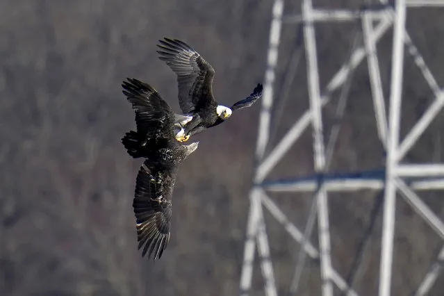 A bald eagle, top, tries to steal a fish from a juvenile bald eagle after it pulled it from the Susquehanna River near the Conowingo Dam, Friday, November 20, 2020, in Havre De Grace, Md. (Photo by Julio Cortez/AP Photo)