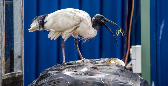 The ibis was the unlikely runner-up in Guardian Australia’s bird of the year competition last year following the #TeamBinChicken social media campaign. (Photo by Rick Stevens/The Guardian)