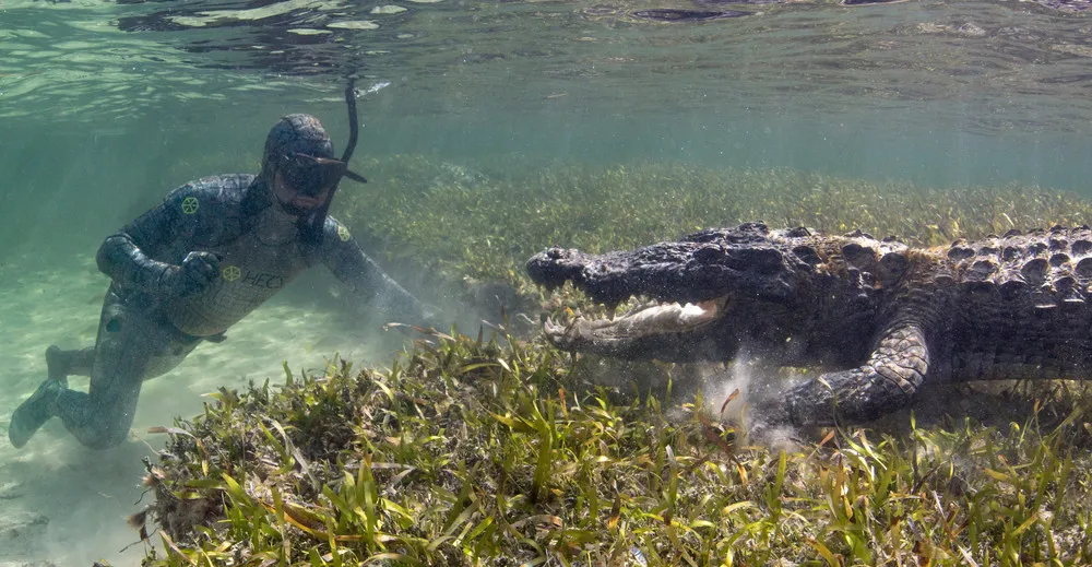 How the Pros Film Crocodiles Up Close
