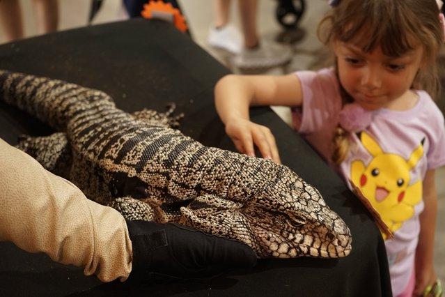 A child touches a lizard at the LA pet fair in Pomona, Los Angeles County, California, the United States, on June 29, 2024. The pet fair is held from June 29 to 30 this year. (Photo by Xinhua News Agency/Rex Features/Shutterstock)