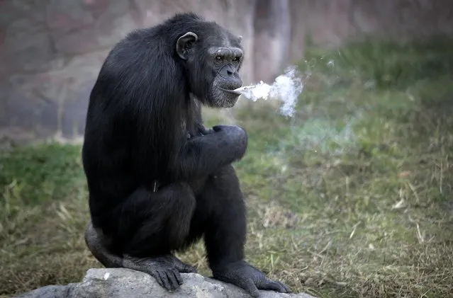 Azalea, whose Korean name is “Dalle”, a 19-year-old female chimpanzee, smokes a cigarette at the Central Zoo in Pyongyang, North Korea on Wednesday, October 19, 2016. (Photo by Wong Maye-E/AP Photo)