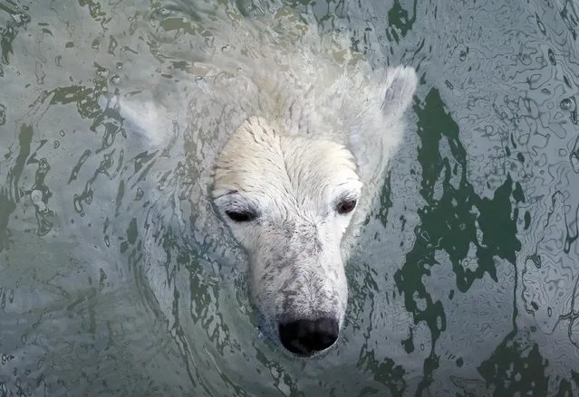 Aurora, an eight-year-old female polar bear, swims in a pool which was recently filled with water after the winter season, at the Royev Ruchey zoo in the suburb of Krasnoyarsk, Russia April 16, 2018. (Photo by Ilya Naymushin/Reuters)